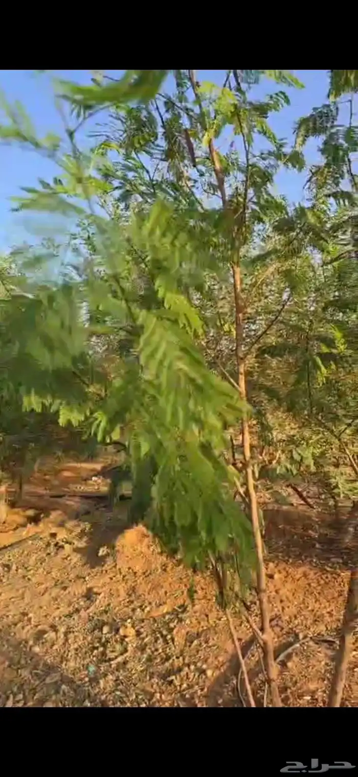اشجار سدر وكين وحمضيات و قرض 28