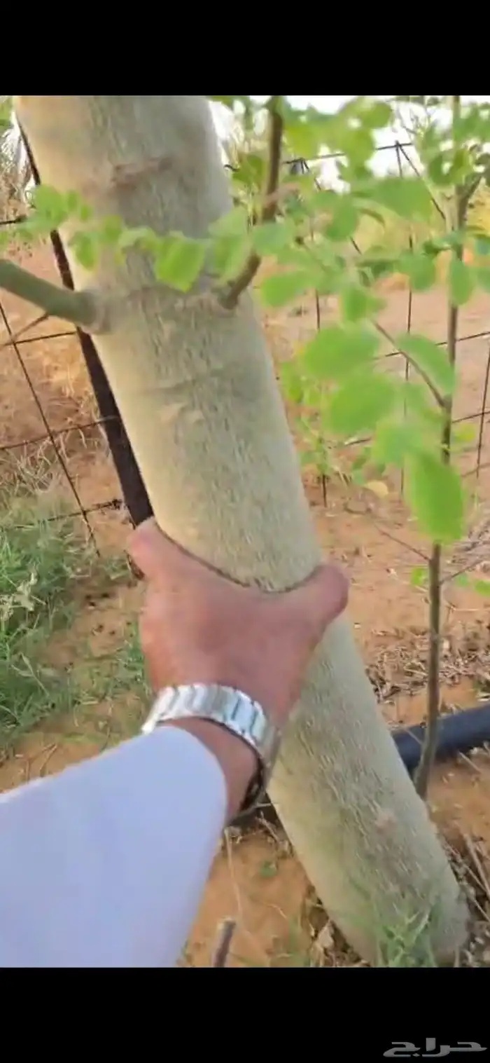 اشجار سدر وكين وحمضيات و قرض 6