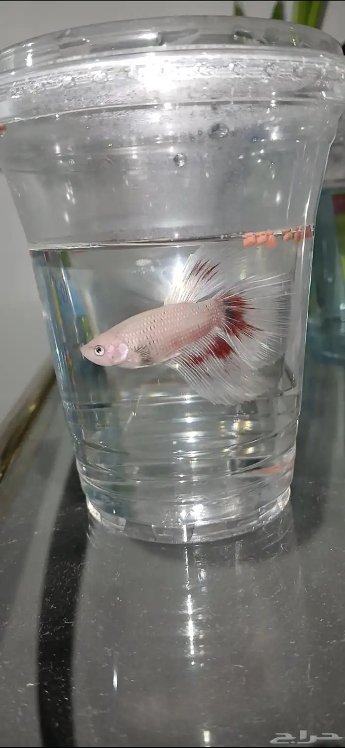 أسماك فايترذكور هاف موون ومنتجه شرررط 2