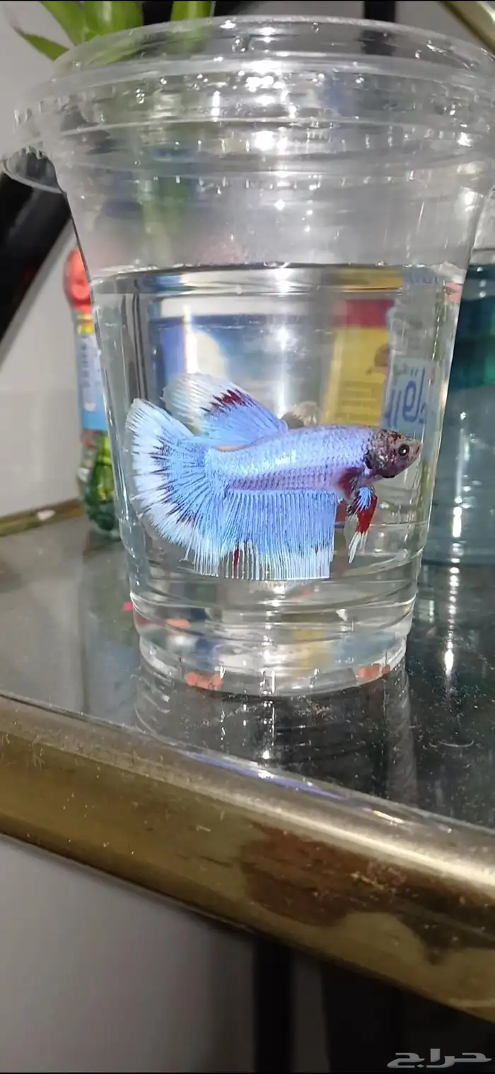 أسماك فايترذكور هاف موون ومنتجه شرررط 0