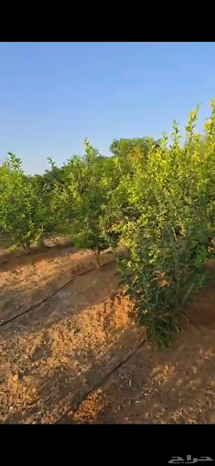 اشجار سدر وكين وحمضيات و قرض 16