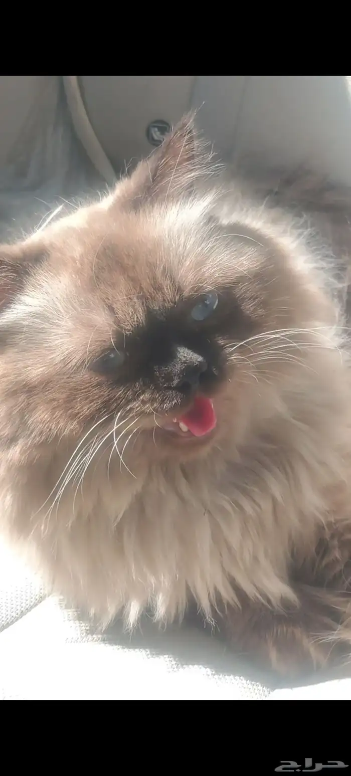 للبيع قطوه هملايا 3