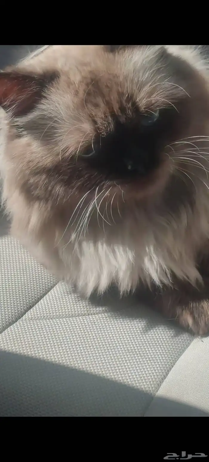 للبيع قطوه هملايا 5