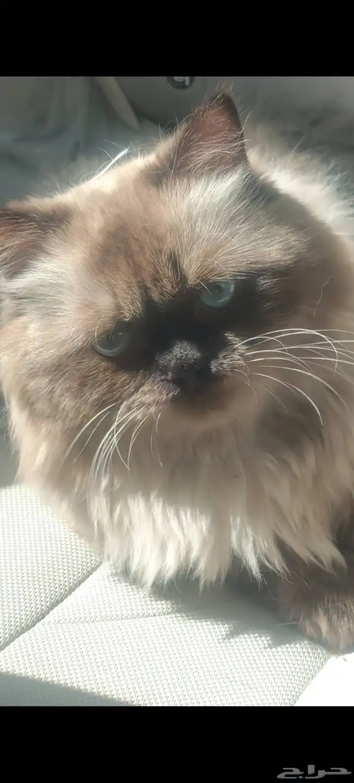 للبيع قطوه هملايا 2