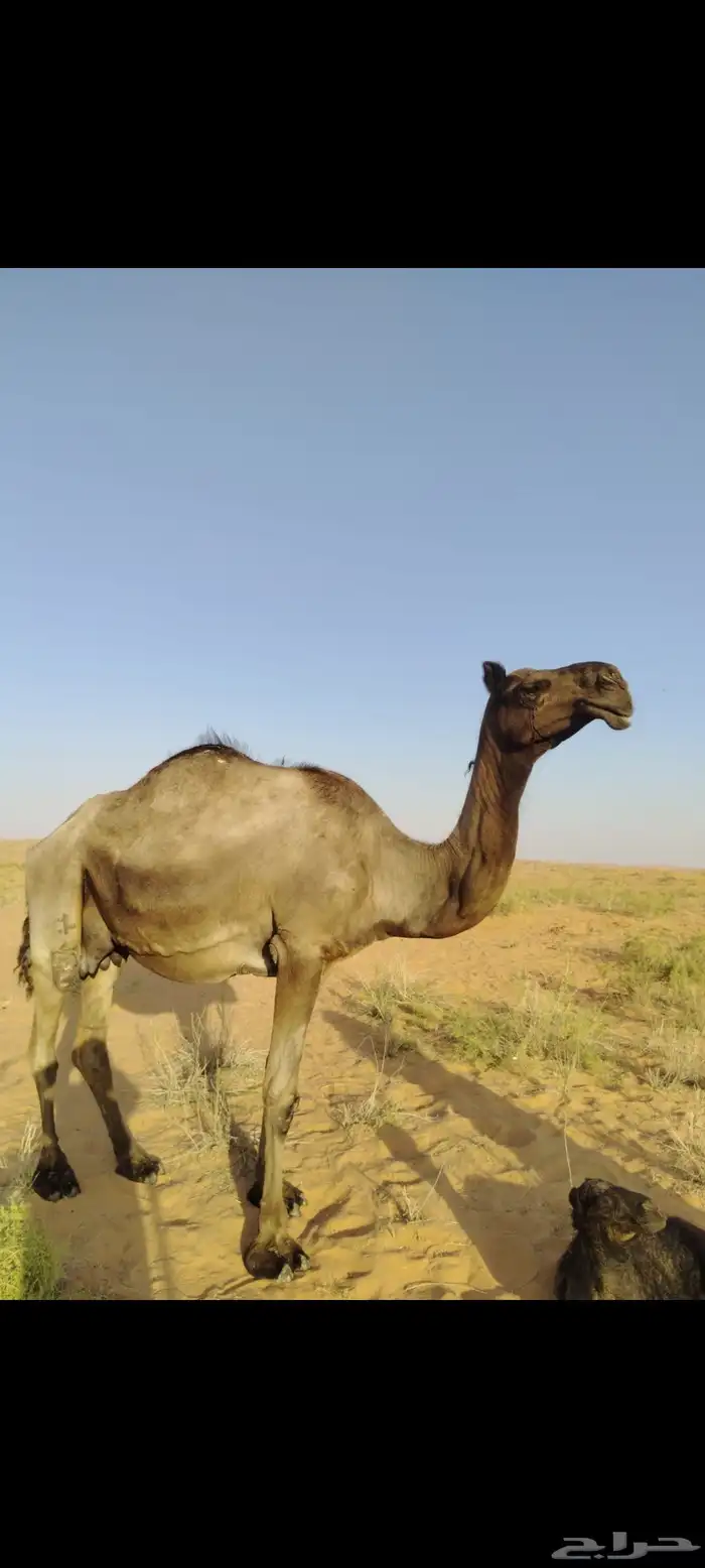 خلفه ثنو سدس حدرها قعود 1