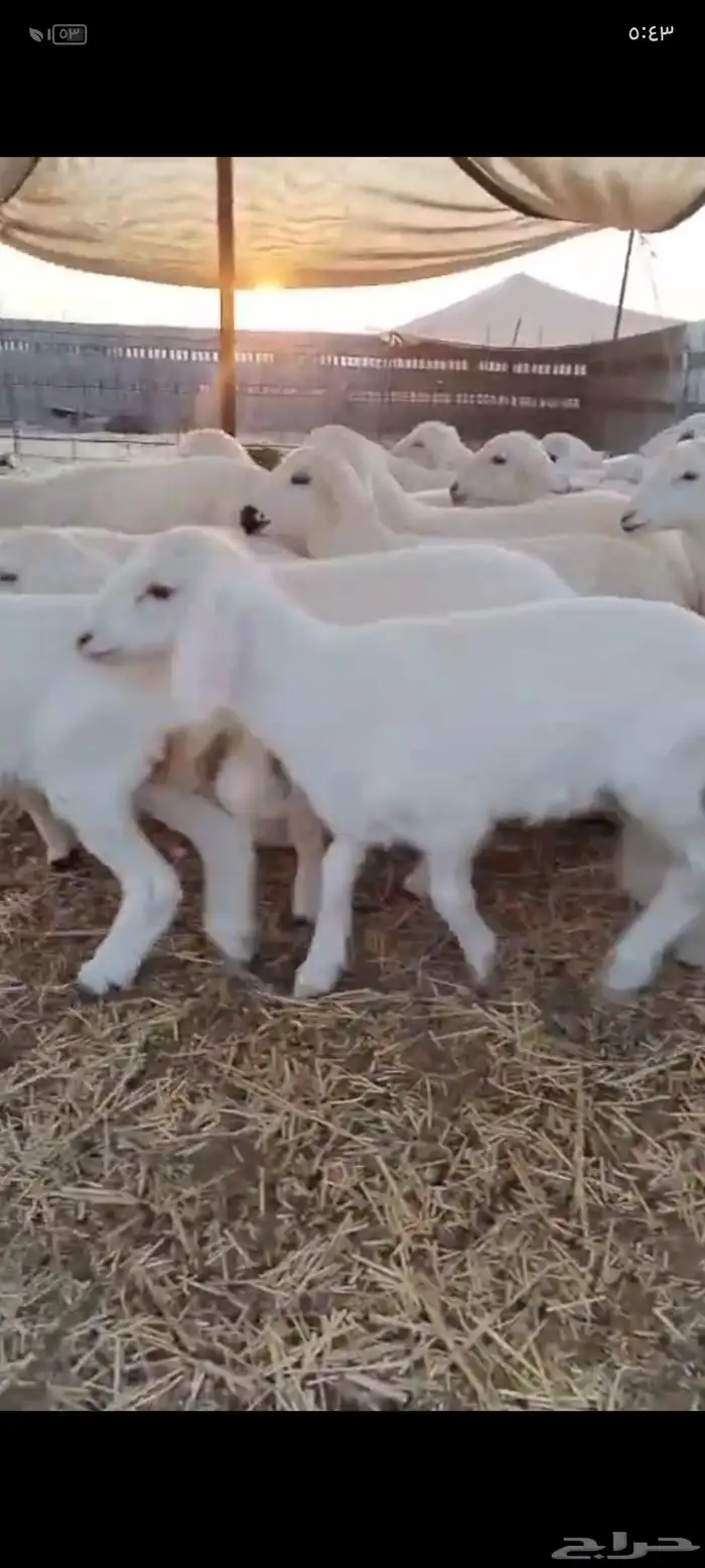 بهم تربيه حري العدد 53راس 0