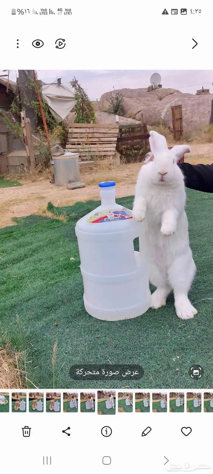 أرانب فلاندر حجم جامبو عملاق العدد مفتوح مع البطاريات 1