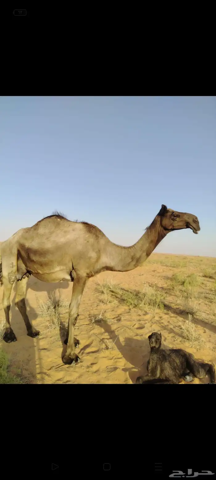 خلفه ثنو سدس حدرها قعود 0