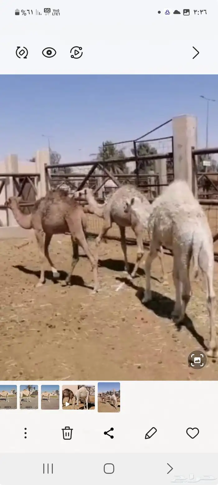 البيع قعودين وبكره 0