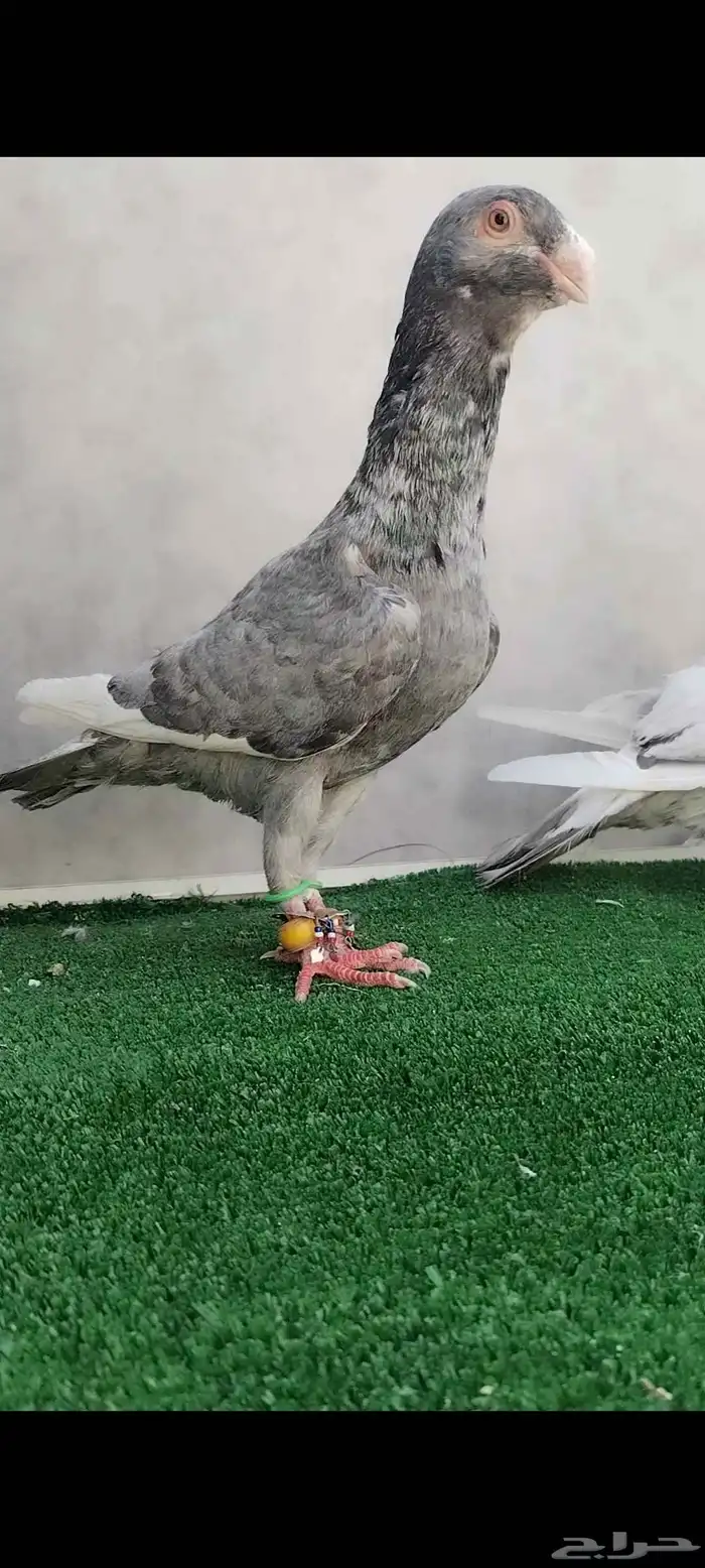 حمام مسود ازرق شامي 2