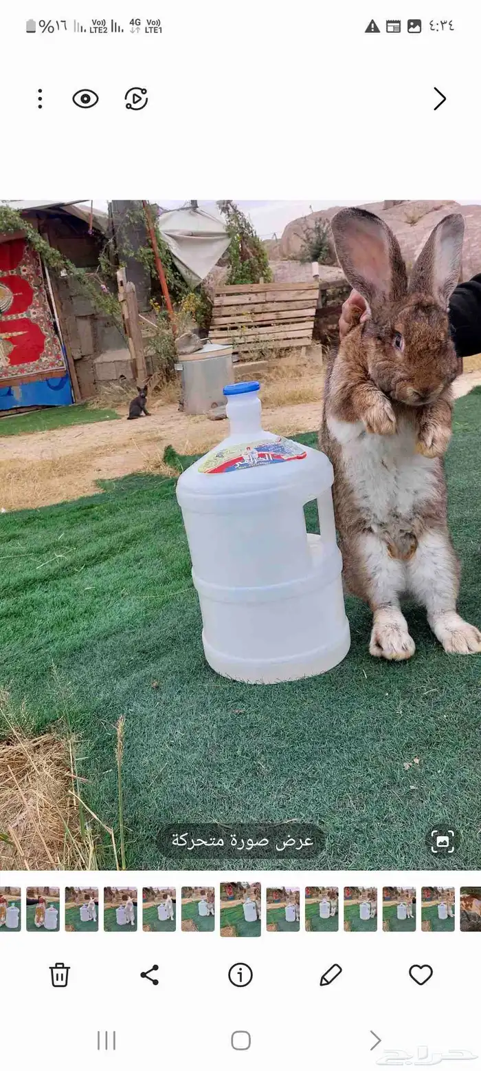 أرانب فلاندر حجم جامبو عملاق العدد مفتوح مع البطاريات 2