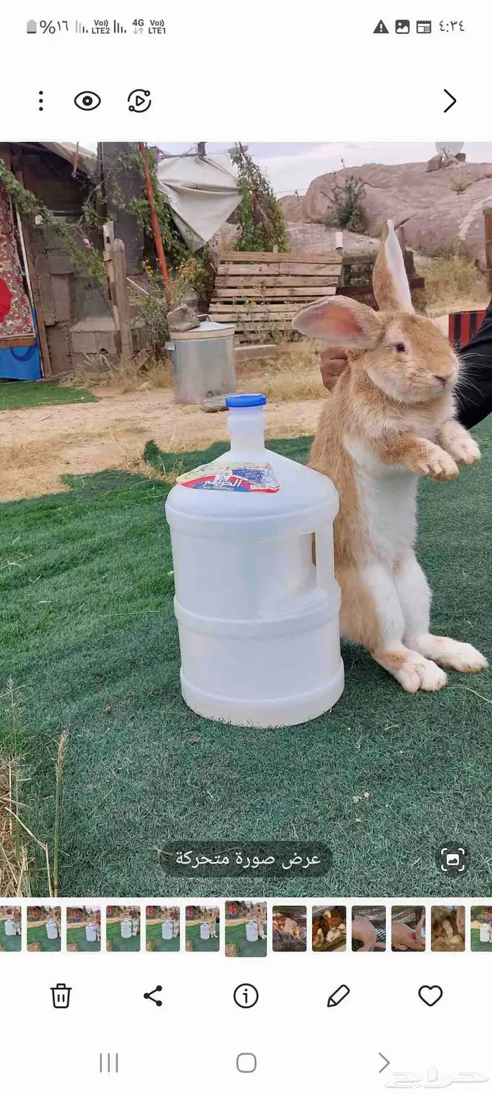 أرانب فلاندر حجم جامبو عملاق العدد مفتوح مع البطاريات 3