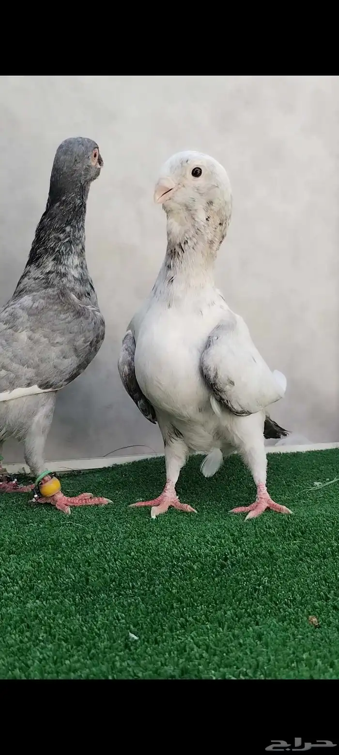 حمام مسود ازرق شامي 0