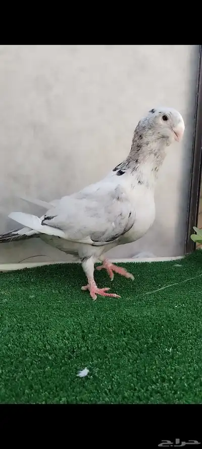 حمام مسود ازرق شامي index