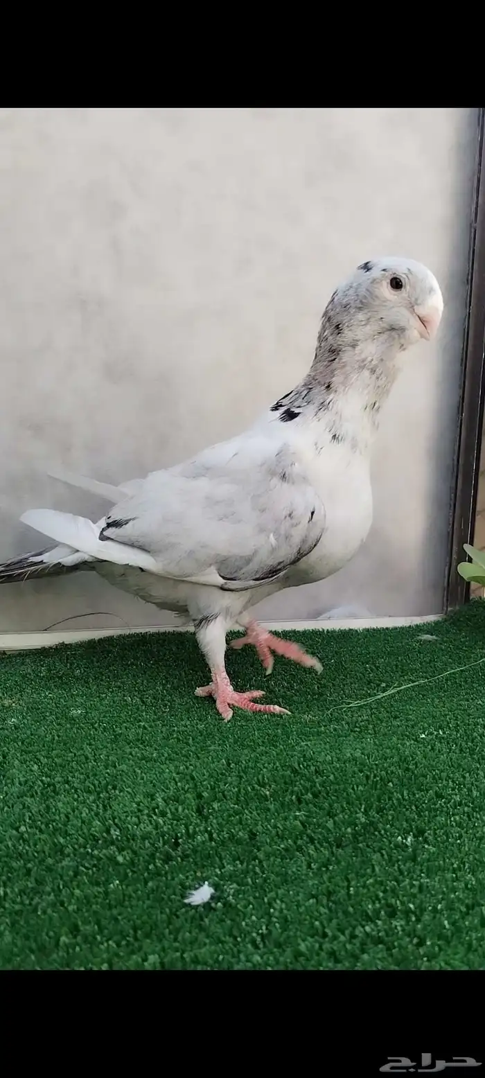 حمام مسود ازرق شامي 3