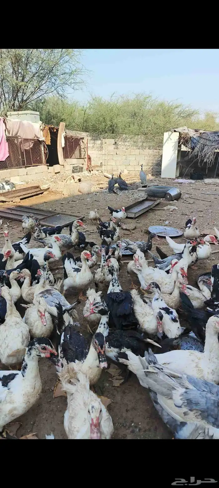 بط بياض ومنتج 3