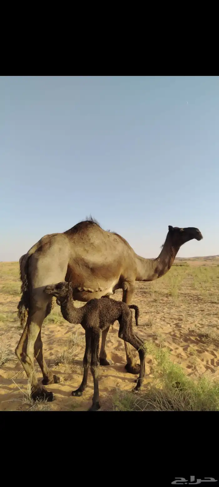 خلفه ثنو سدس حدرها قعود 3