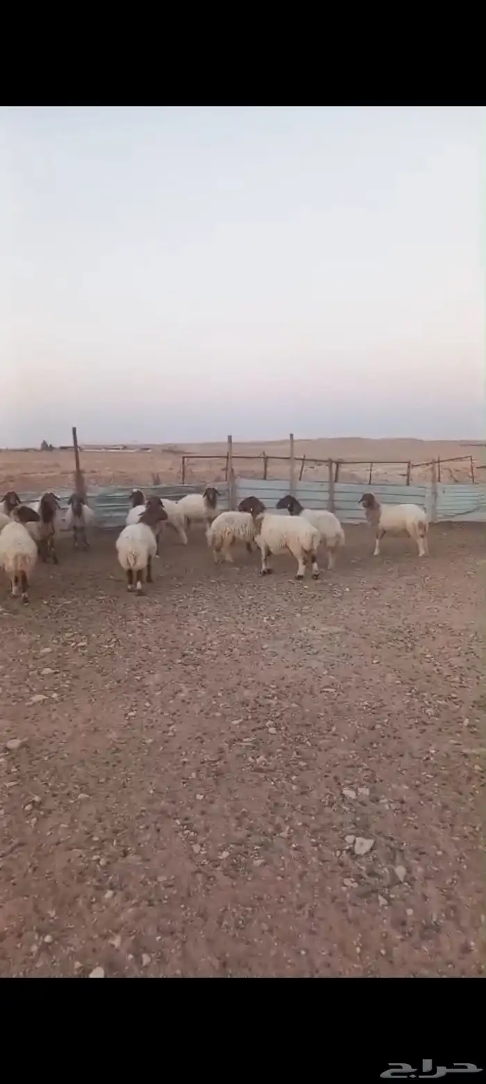 غنم نعيم دفيع فحص سونار 3