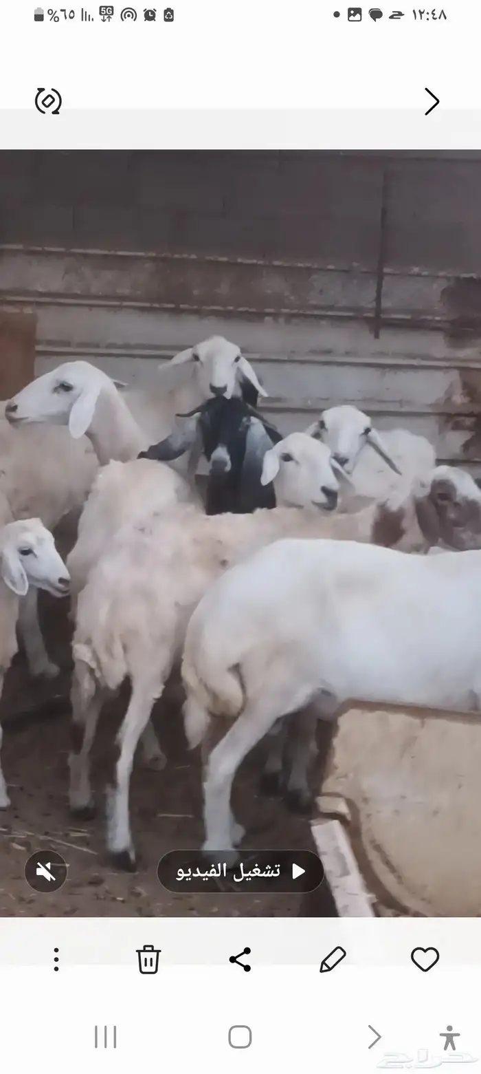 معزه وضان العدد 21 3