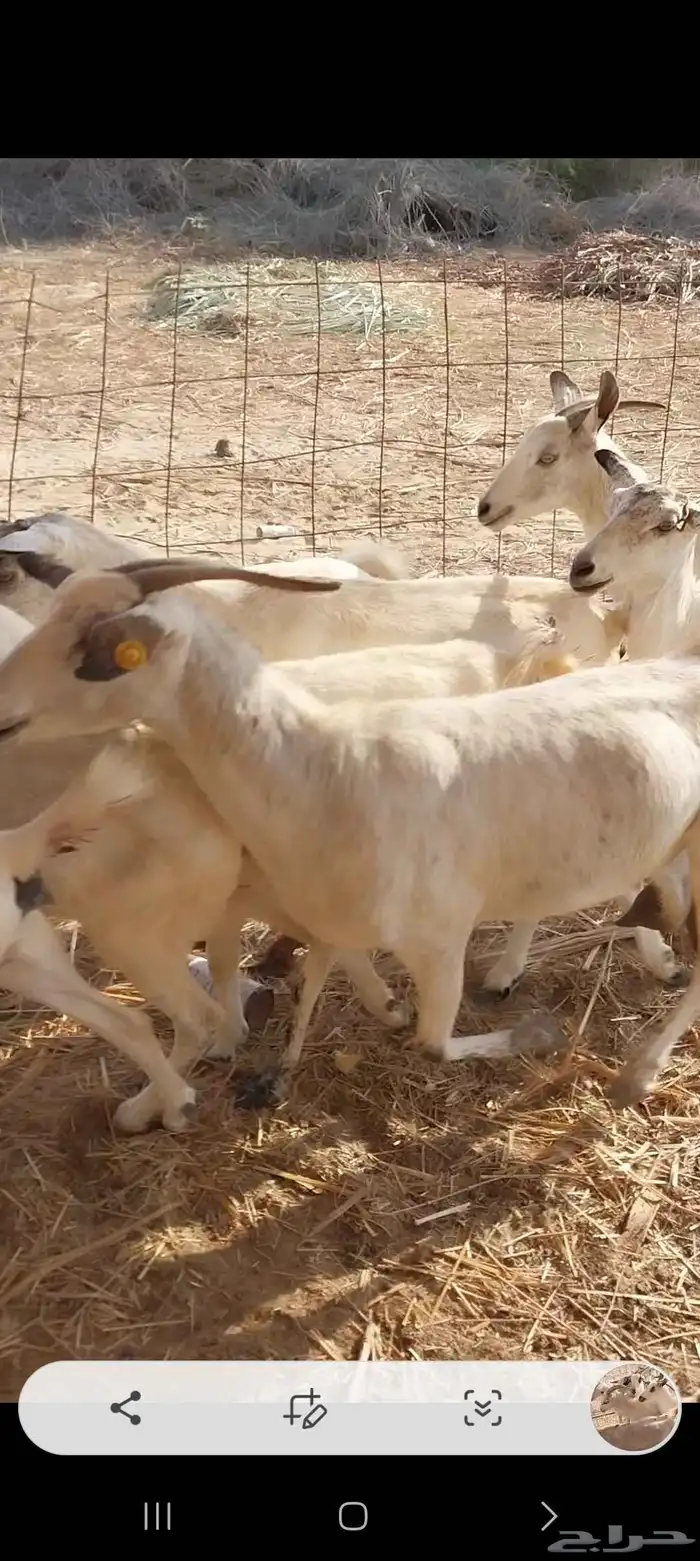 معزاء بيشيات ولد 5