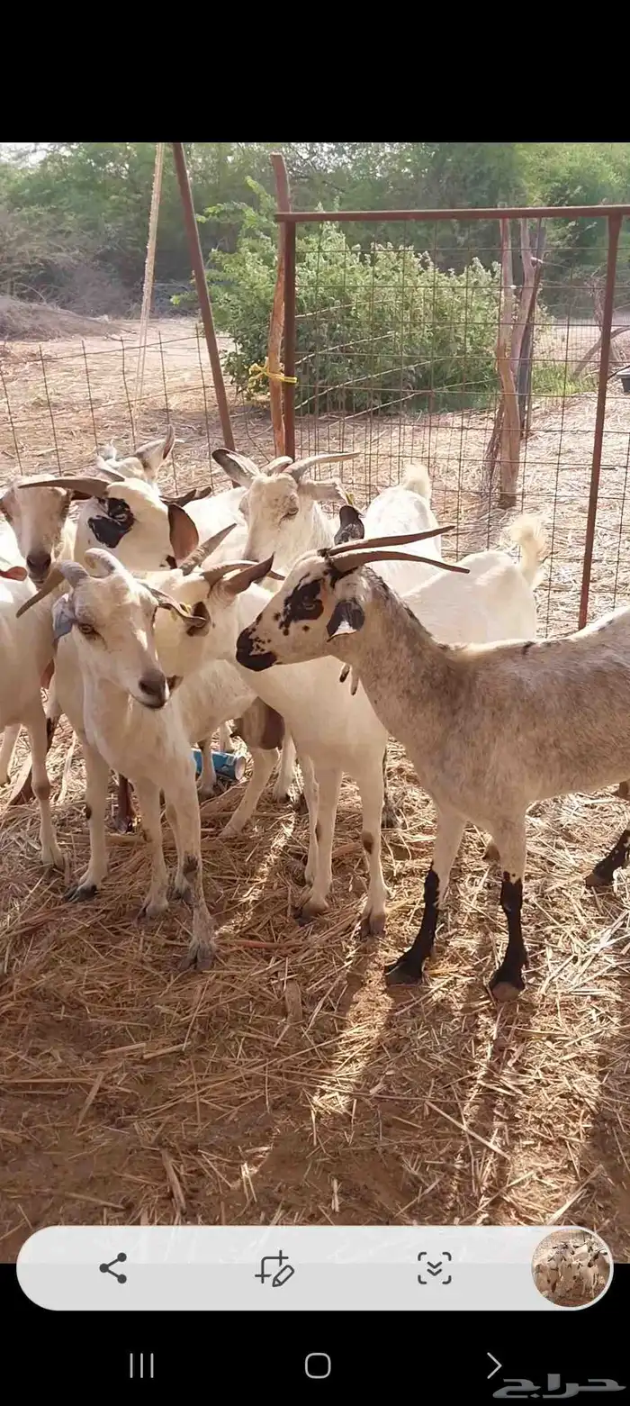 معزاء بيشيات ولد 2