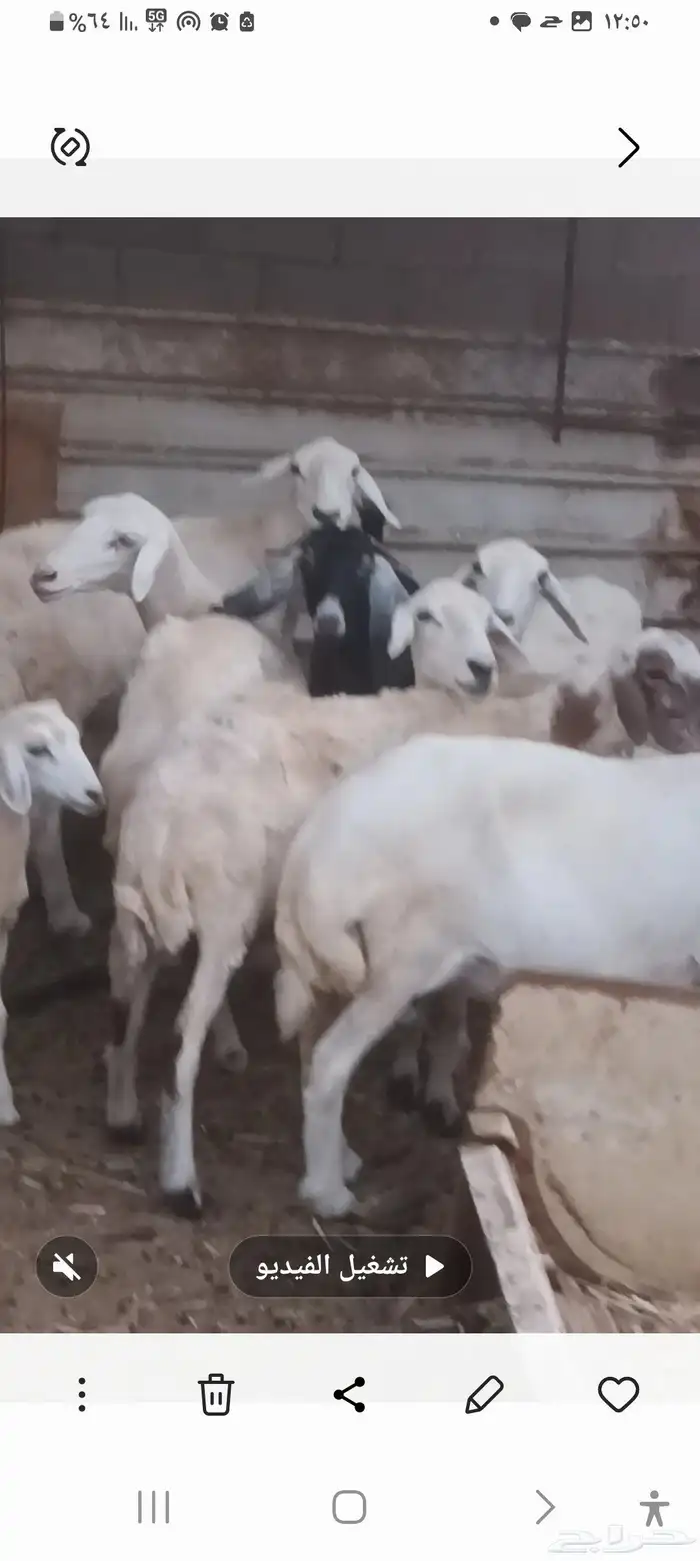 معزه وضان العدد 21 0