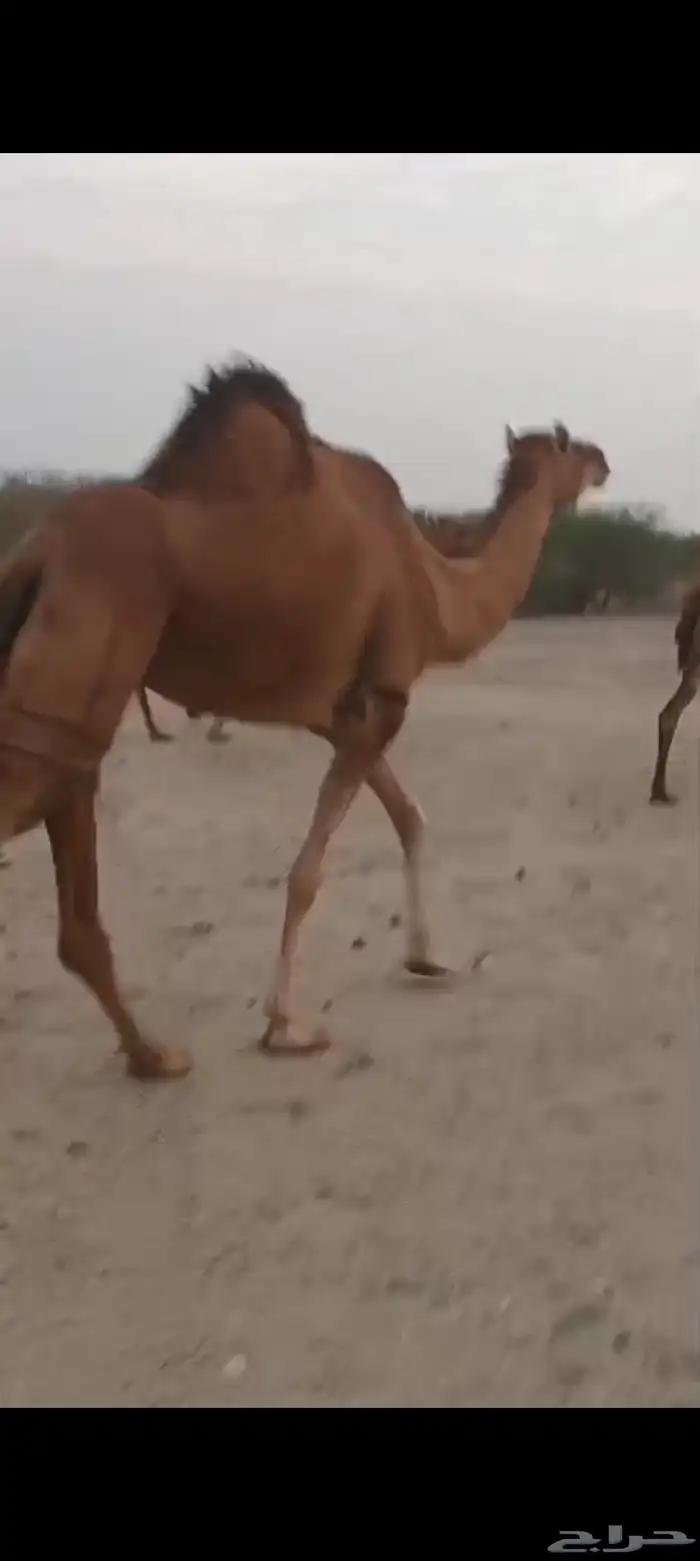 ناقه لقحه وبكرتين وسم واحد 1