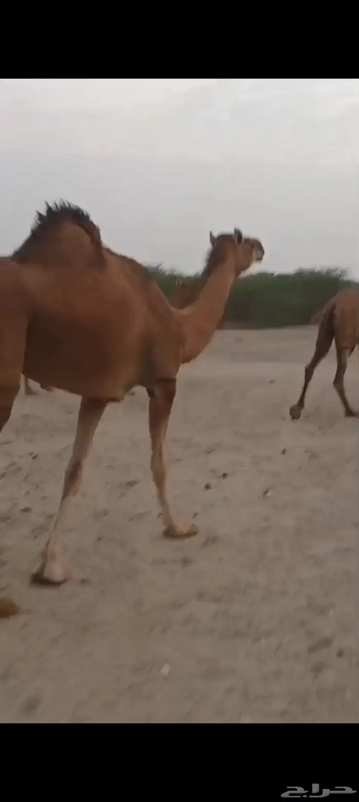 ناقه لقحه وبكرتين وسم واحد 2