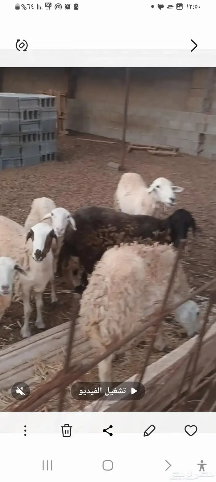 معزه وضان العدد 21 4