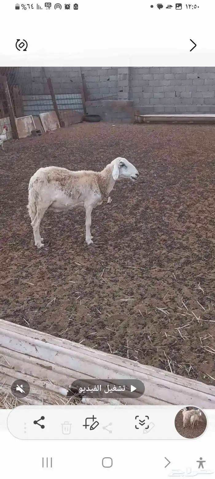 معزه وضان العدد 21 1