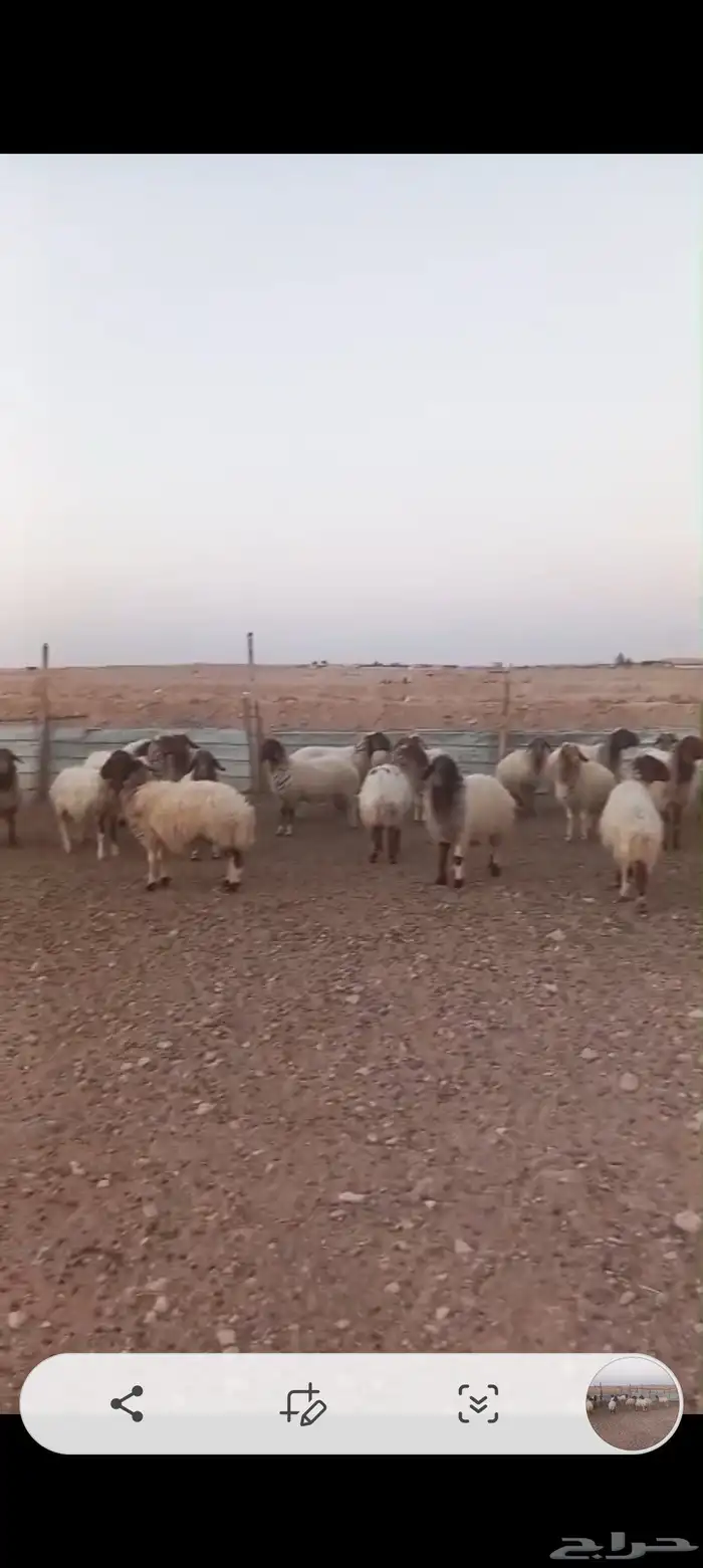 غنم نعيم دفيع فحص سونار 2