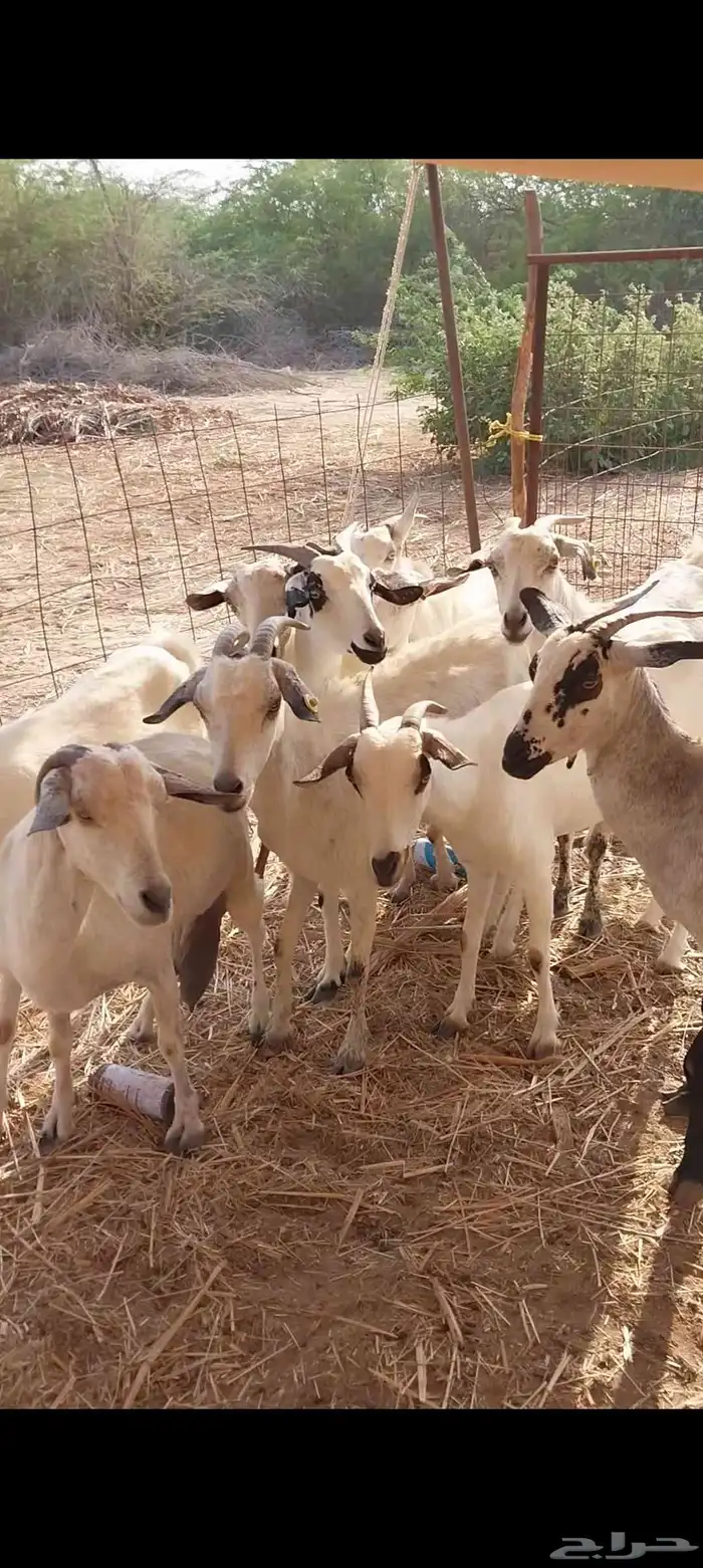 معزاء بيشيات ولد 1