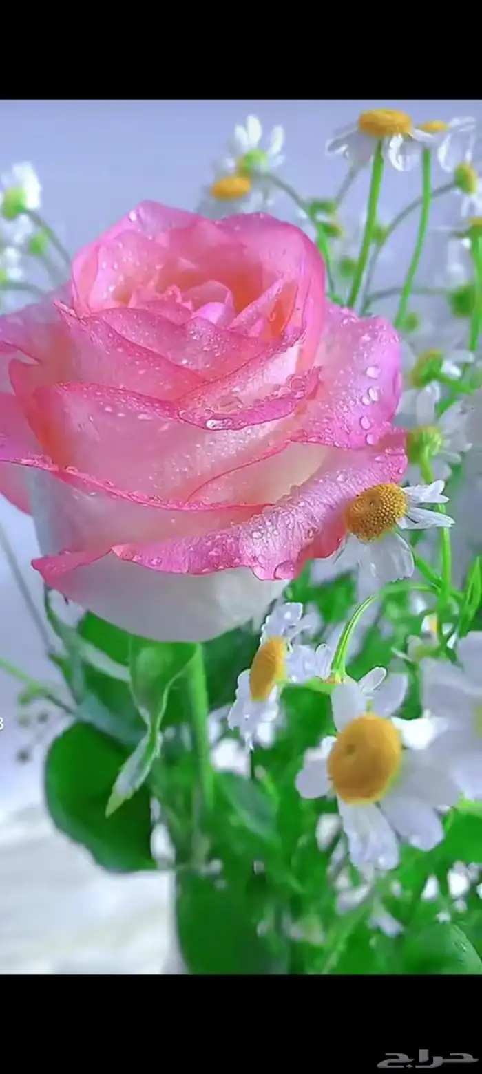 مندوب في جيزان إلى جميع مناطق جيزان تغليف هدايا ورود 0