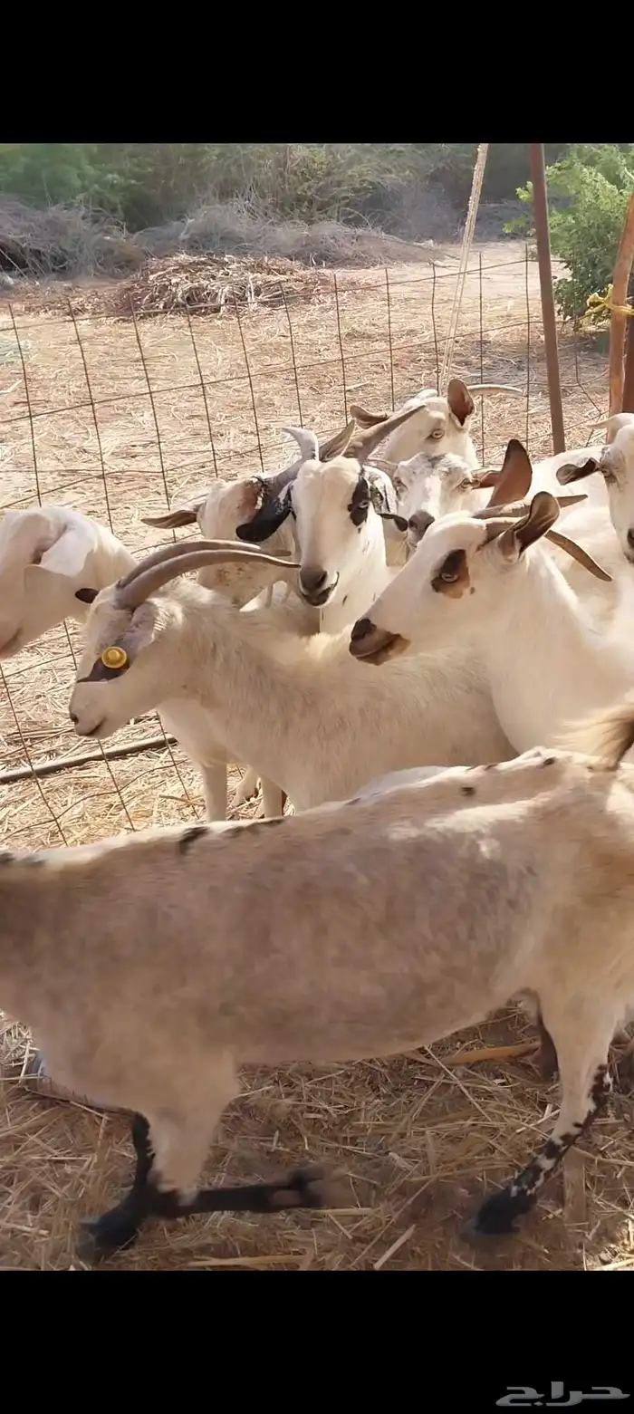 معزاء بيشيات ولد 3