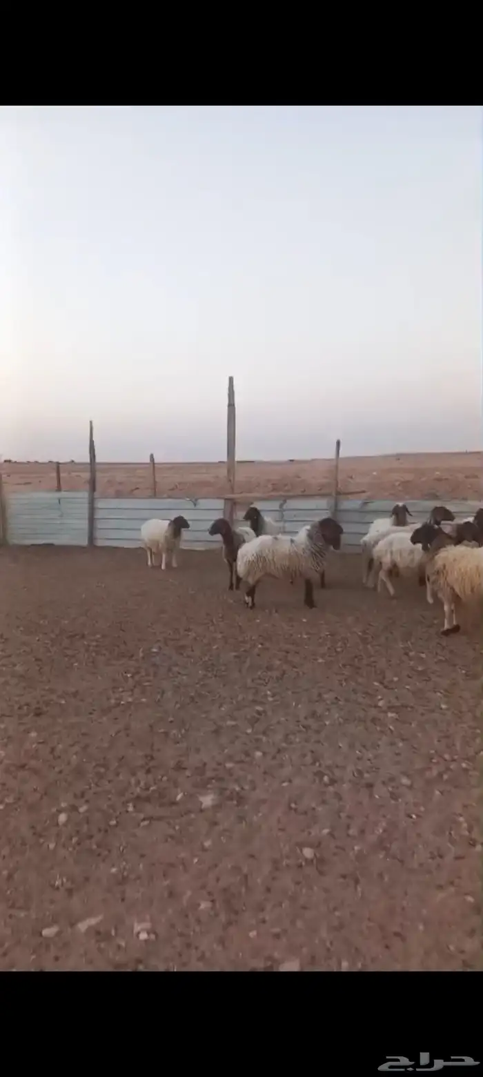 غنم نعيم دفيع فحص سونار 4