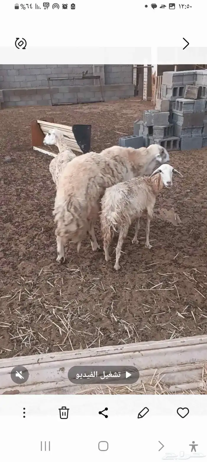 معزه وضان العدد 21 2