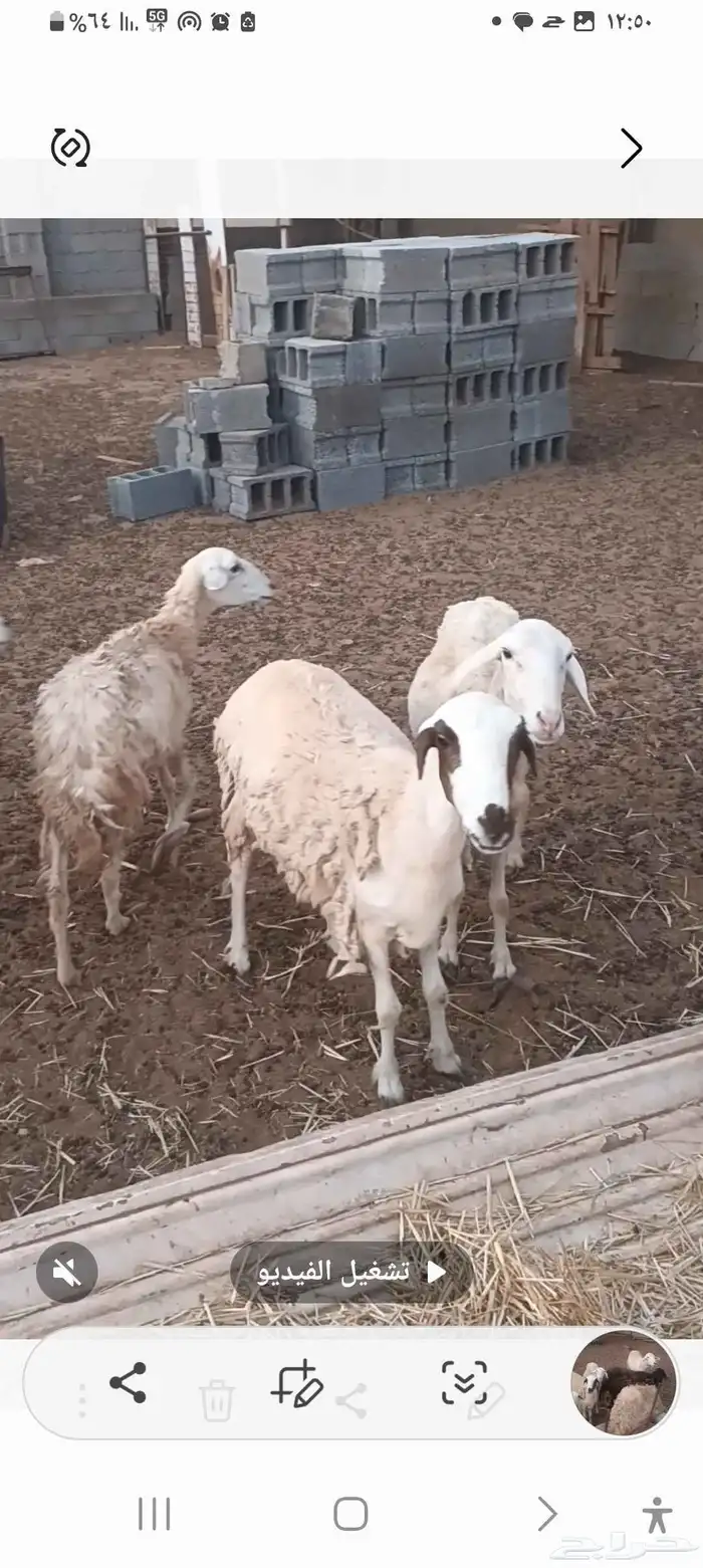 معزه وضان العدد 21 5