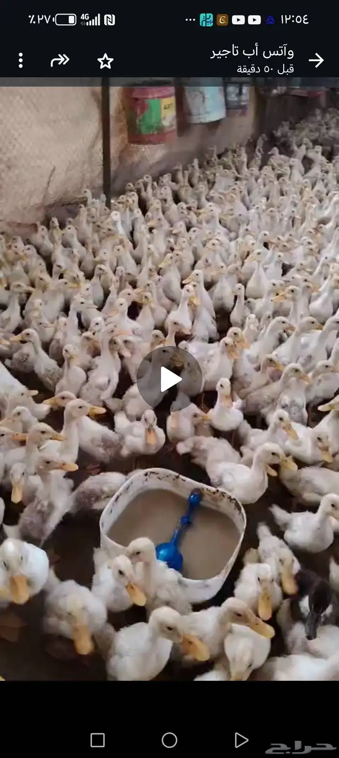 بيع بط ابيظ وزن كيلو تقريبا. 0