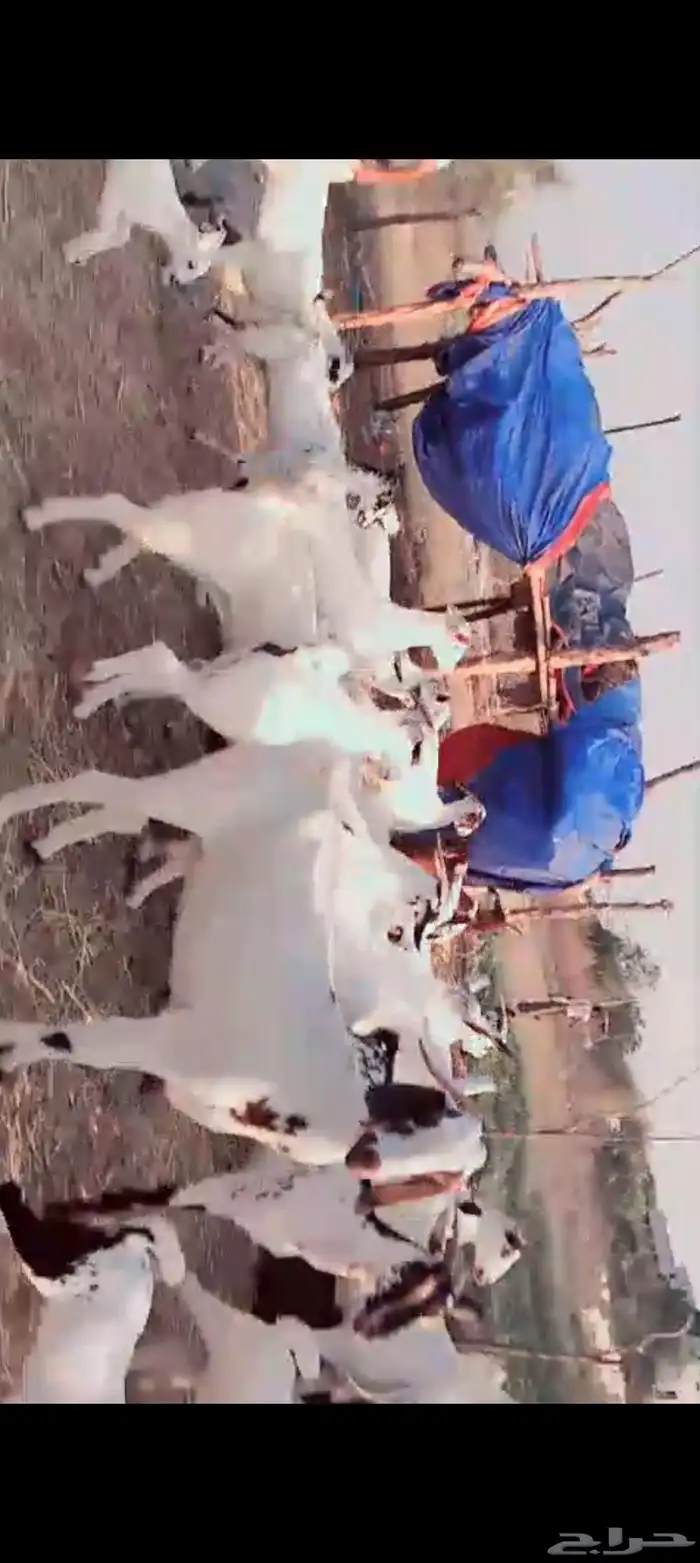 غنم بيشيات بلدي العدد 30 تحتها 17 سنها ثني ربع سديس 1