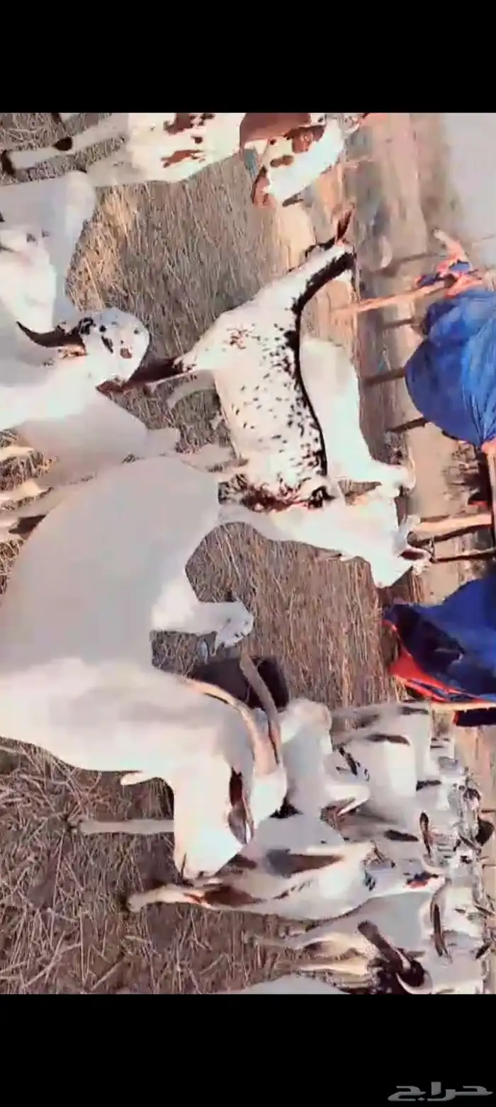 غنم بيشيات بلدي العدد 30 تحتها 17 سنها ثني ربع سديس 0