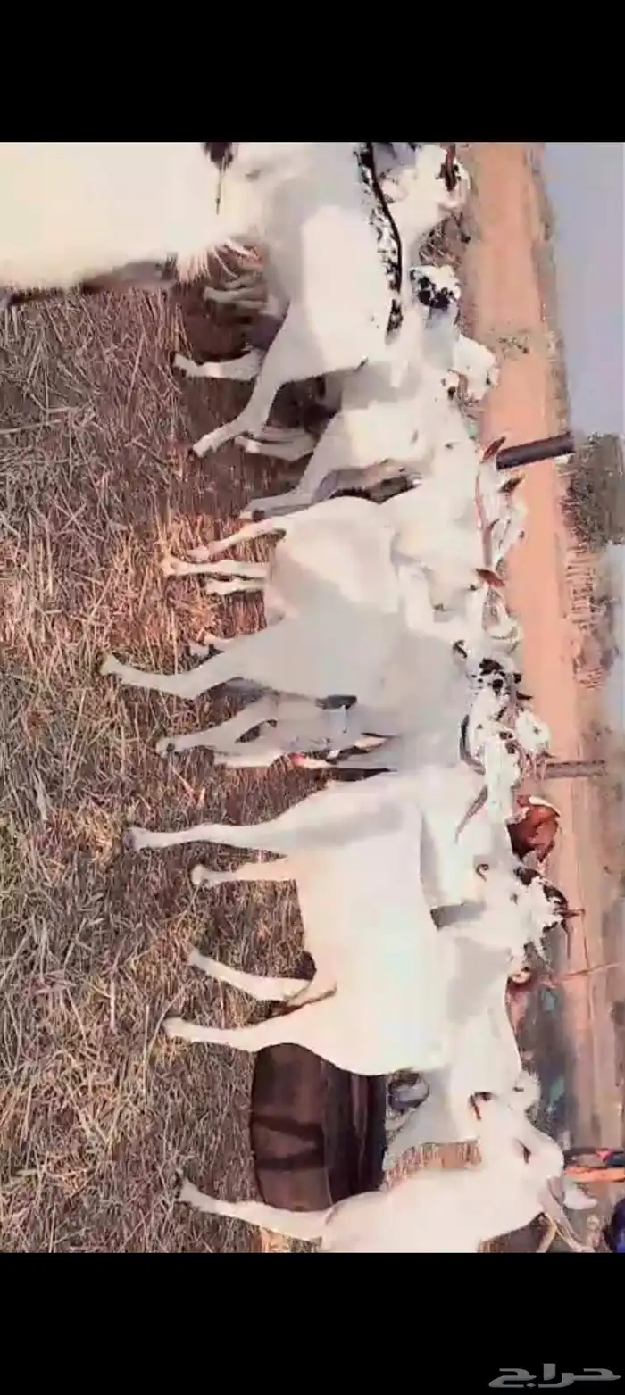 غنم بيشيات بلدي العدد 30 تحتها 17 سنها ثني ربع سديس 2