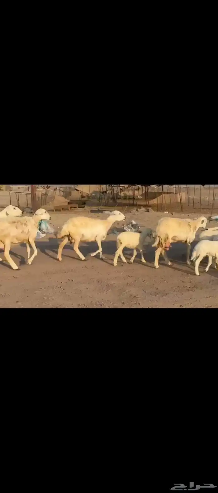 غنم حريات خلفات 3