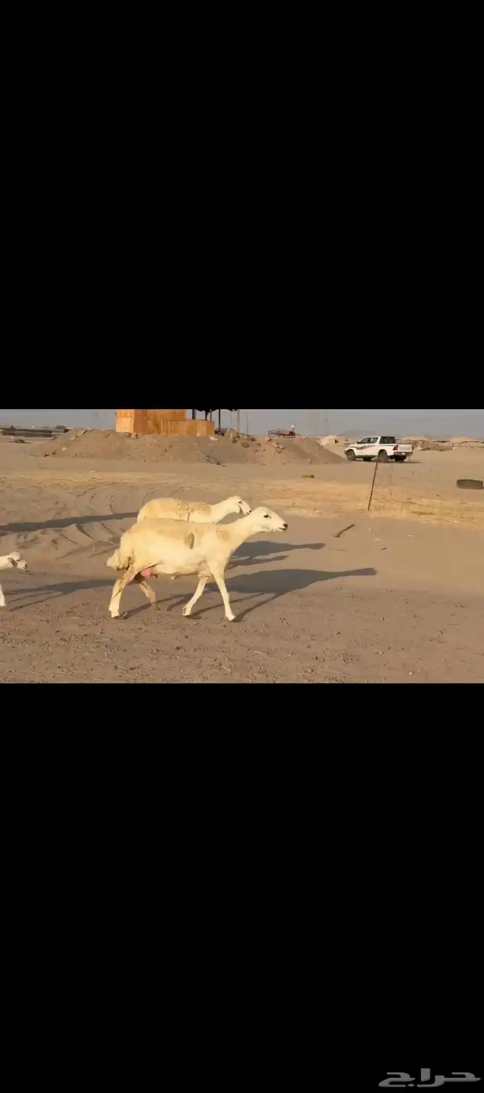 غنم حريات خلفات 2