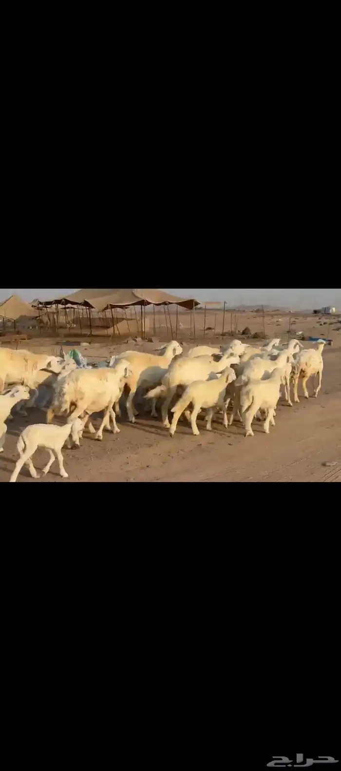 غنم حريات خلفات 5