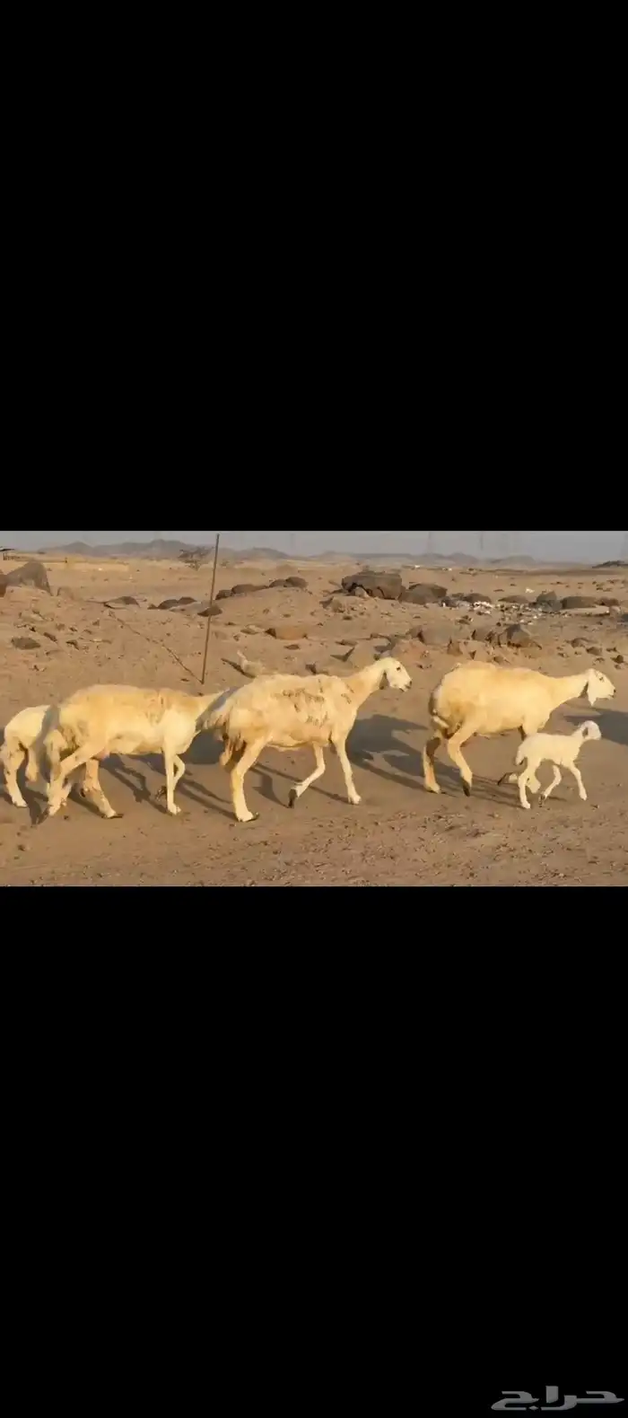 غنم حريات خلفات 0