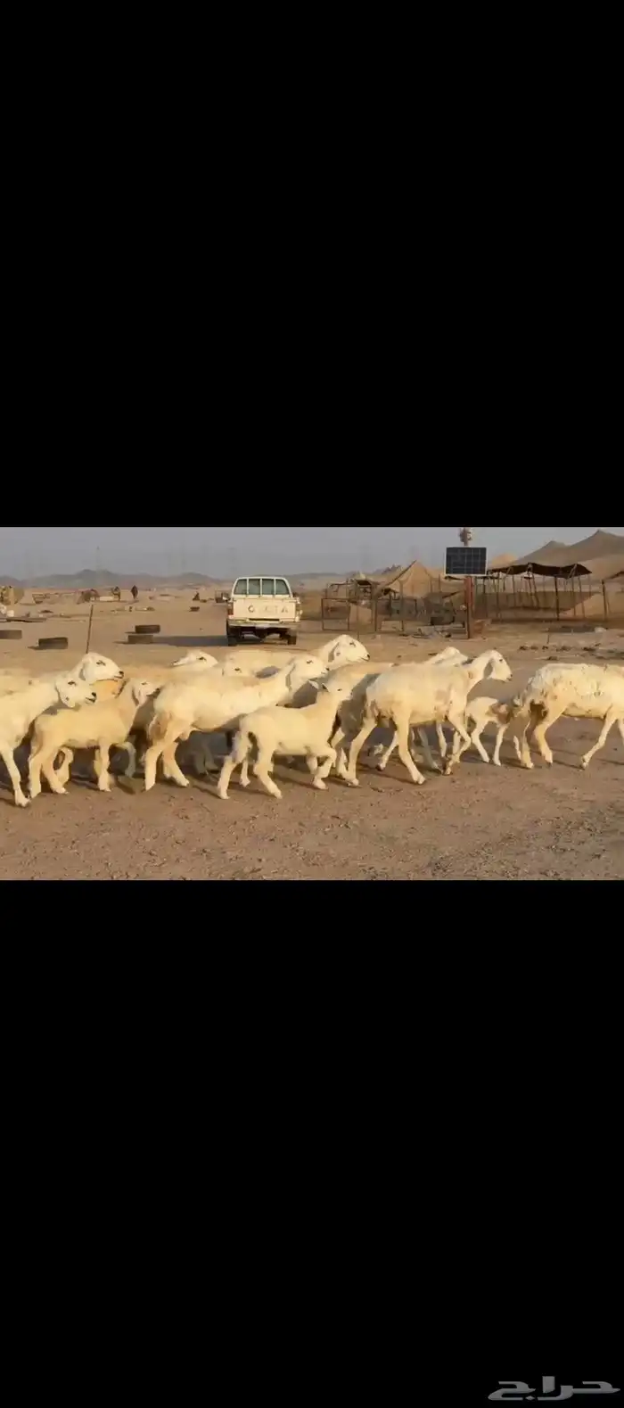 غنم حريات خلفات 6