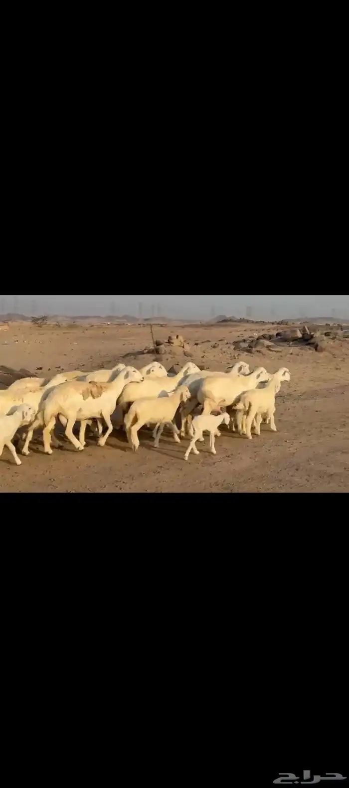 غنم حريات خلفات 1