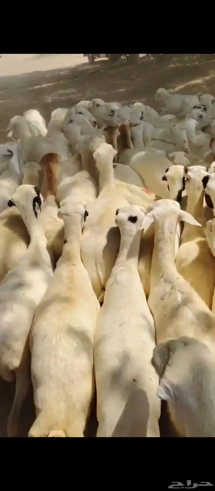 ضان رفيدي بلدي دفيع قرايب 0