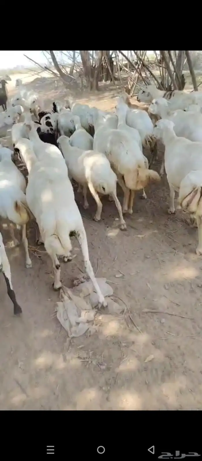 ضان رفيدي بلدي دفيع قرايب 1