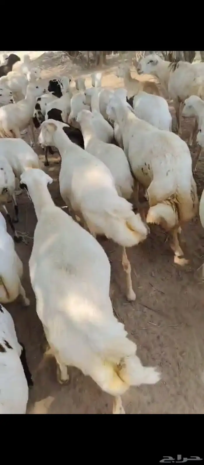 ضان رفيدي بلدي دفيع قرايب 2